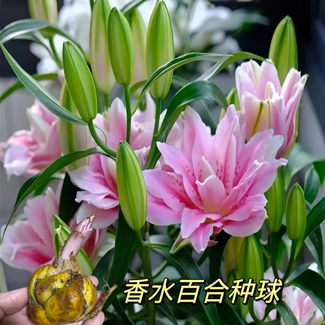 【香水百合种球】四季播种养耐寒易活阳台盆栽重瓣香水百合花卉种植