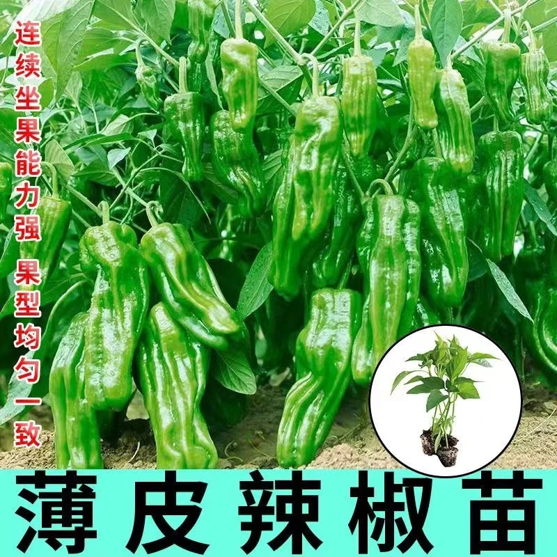 正宗薄皮辣椒秧苗可食用新鲜青椒秧苗庭院生长四季种植高产基地苗