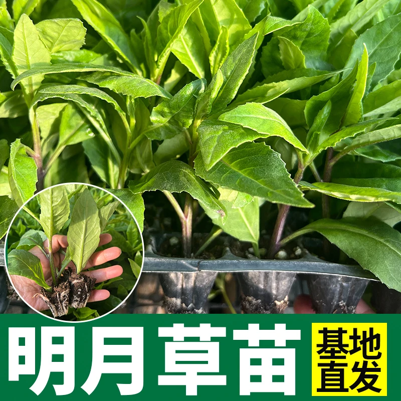 明月草苗盆栽白背菜降唐草神仙草蔬菜种植食用植物白子菜金鸡毛草