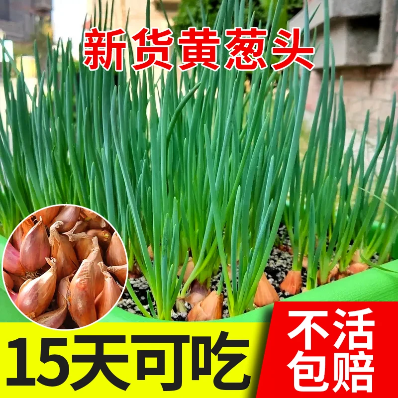 四季新鲜黄葱头阳台盆栽蔬菜小葱头火葱羊葱头油葱小香葱头红葱头