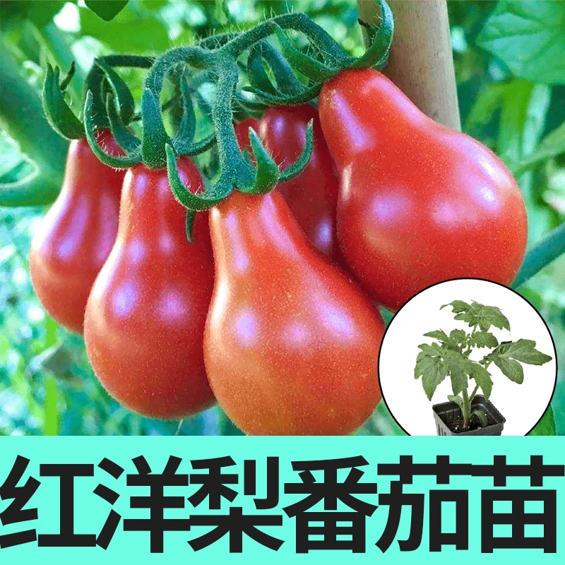 寿光红洋梨番茄苗秧带土 高产黄洋梨樱桃西红柿种子 四季阳台盆栽