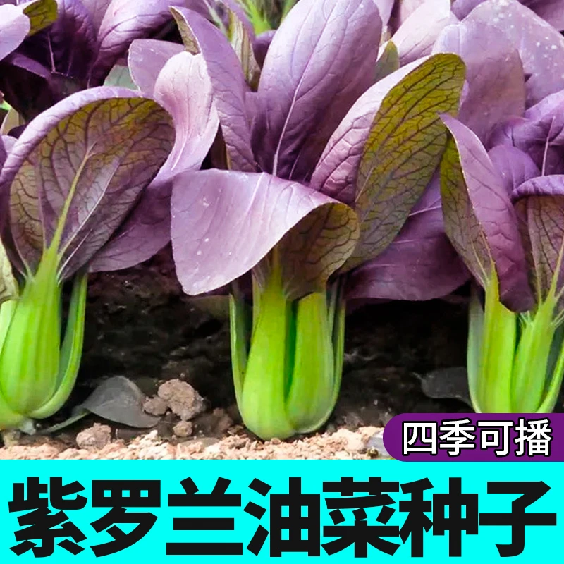 紫油菜种子小青菜种籽紫罗兰种子小院阳台盆栽地栽蔬菜种子