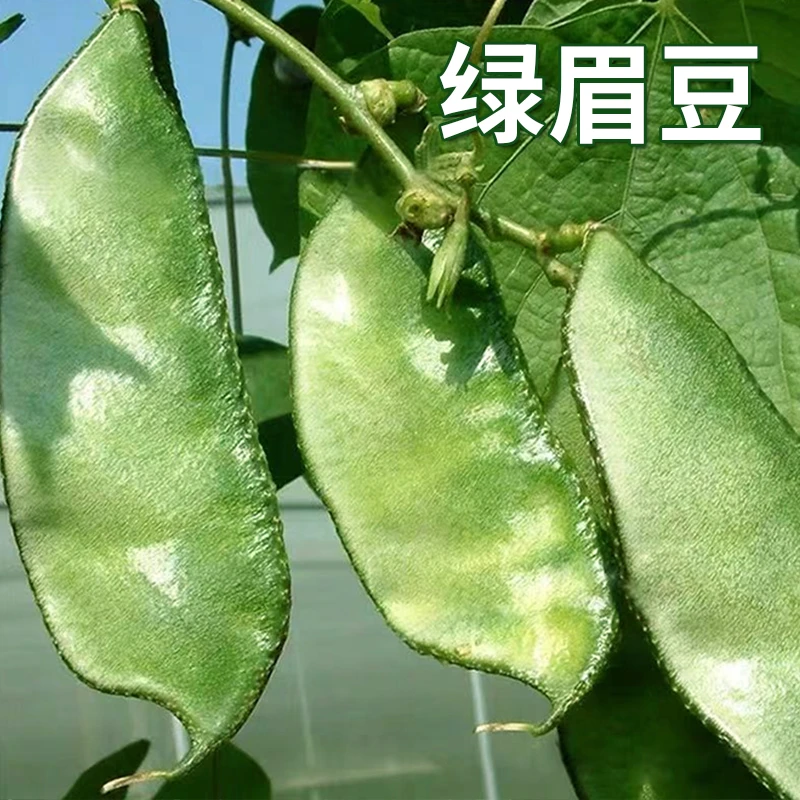 绿眉豆种子苗猪耳朵扁豆种籽高产架豆春夏四季蔬菜孑农家庭院菜园