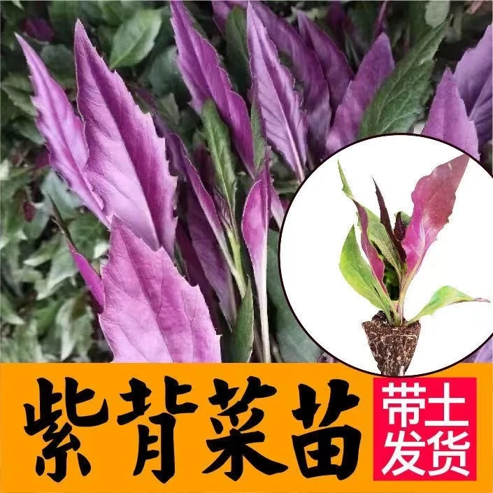 紫背菜苗紫背天葵种苗观音菜秧苗血皮易活健康蔬菜苗四季盆栽阳台