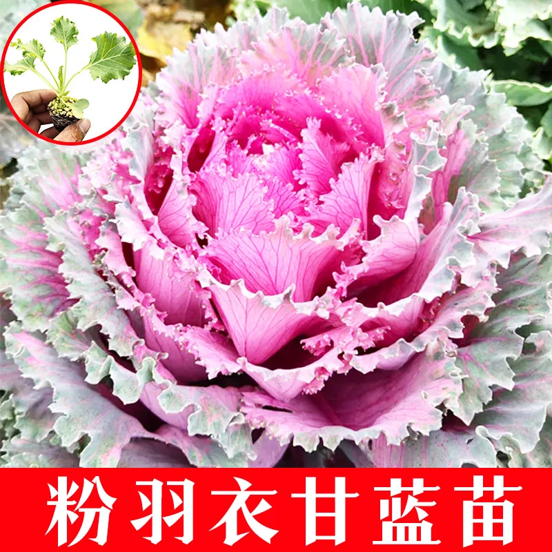 山东寿光粉色羽衣甘蓝秧苗可观赏食用超级蔬菜耐寒甘蓝苗阳台盆栽