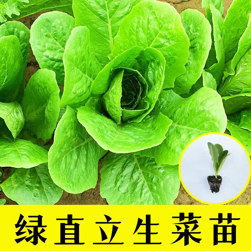 绿直立生菜秧苗沙拉孔雀菜秋冬阳台盆栽蔬菜苗生食香甜易种易活