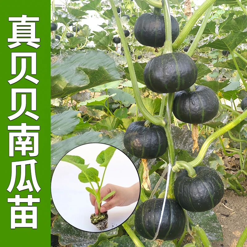 贝贝南瓜惠和一号贝贝南瓜种子新鲜蔬菜种苗阳台盆栽