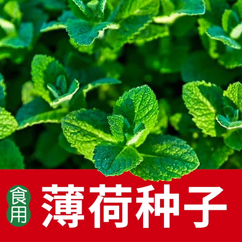 薄荷种籽子盆栽四季室内猫薄荷种子种植虞美人种孑重瓣食用驱蚊