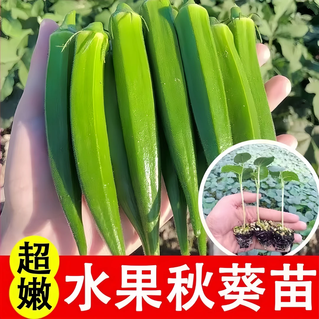 穴盘苗水果秋葵树苗超嫩不易老高品质黄红秋葵苗带土阳台种植简单