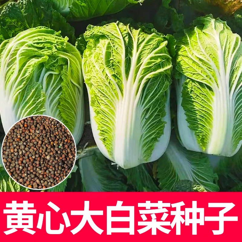 大白菜种子白菜籽蔬菜山东白菜种孑播蔬菜种子大全种植早熟高产