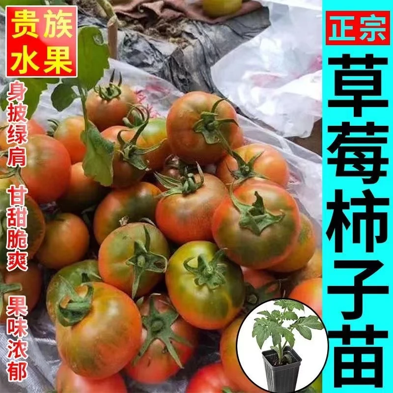 耐高温草莓番茄秧苗正宗东北铁皮西红柿酸甜可口庭院带土蔬菜苗