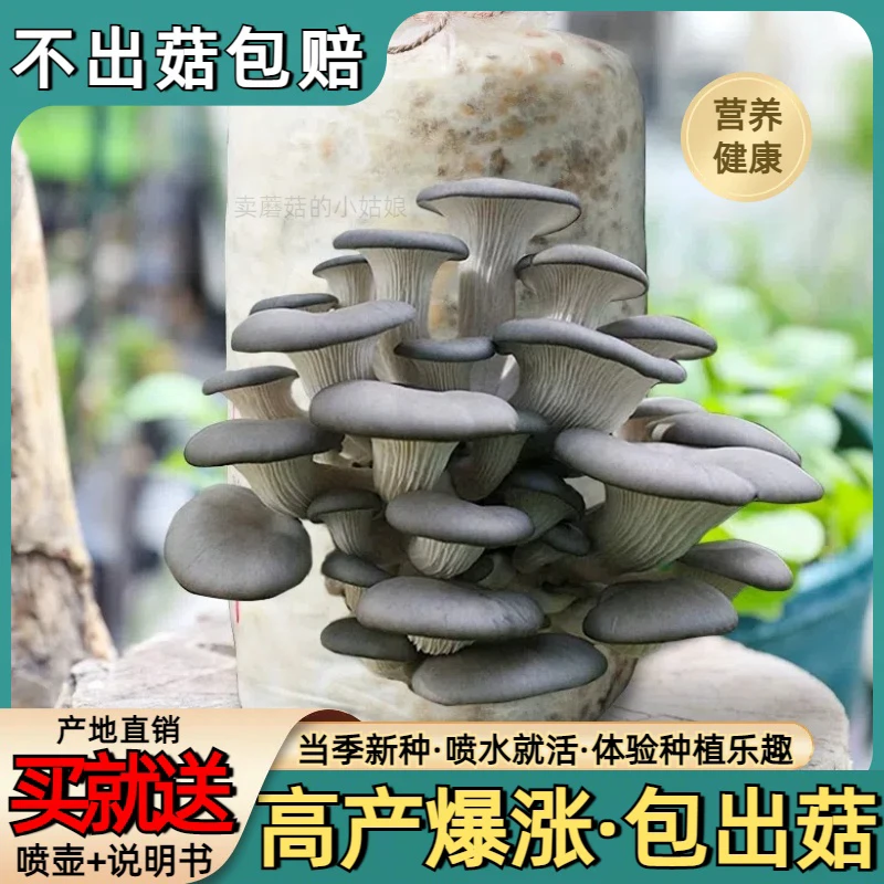 蘑菇种植包家种蘑菇灰平菇菌包新鲜菌棒盆栽食用菌香菇趣味阳台