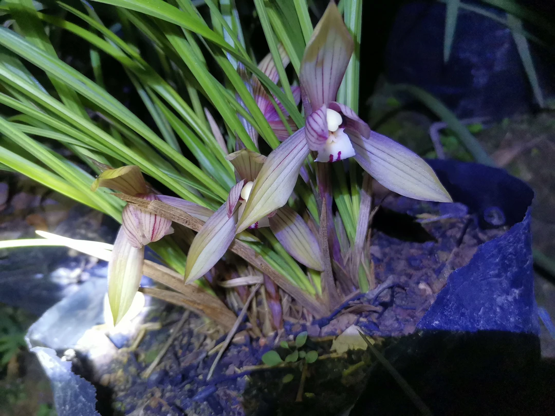 春兰      开花浓香     一物一拍