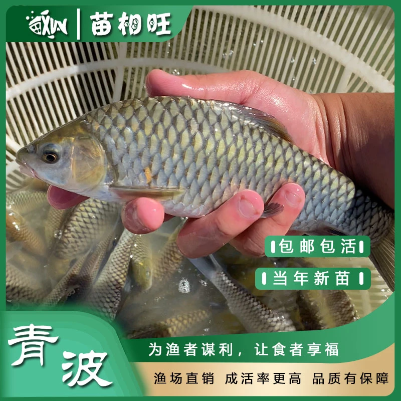 食用青波鱼肉质白嫩汤味鲜美渔场直发