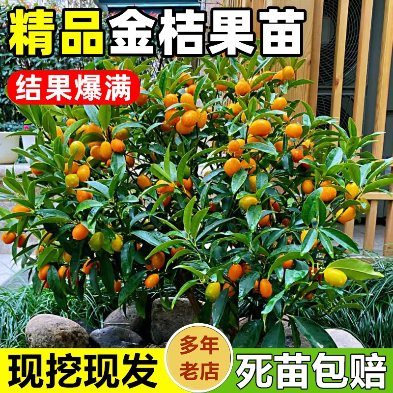 金桔树苗带土带叶南方种植四季开花结果正宗嫁接盆栽地栽室内室外