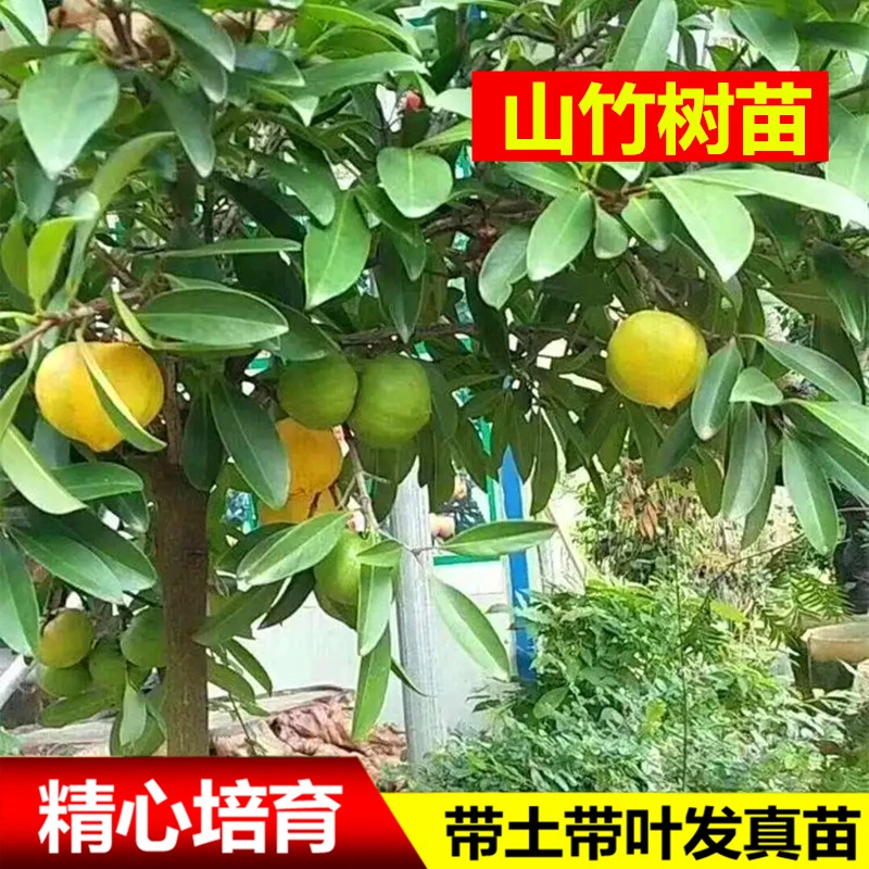山竹苗树苗岭南山竹果树果苗盆栽地栽南方种植四季可种带土带叶发