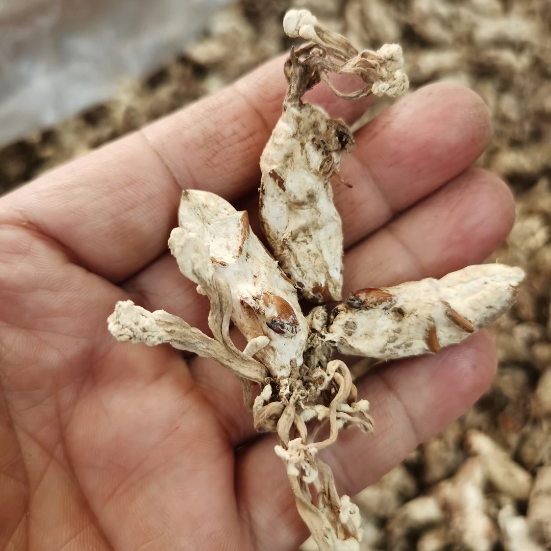 精选蝉花干品（知了花）南方虫草 煲汤食材