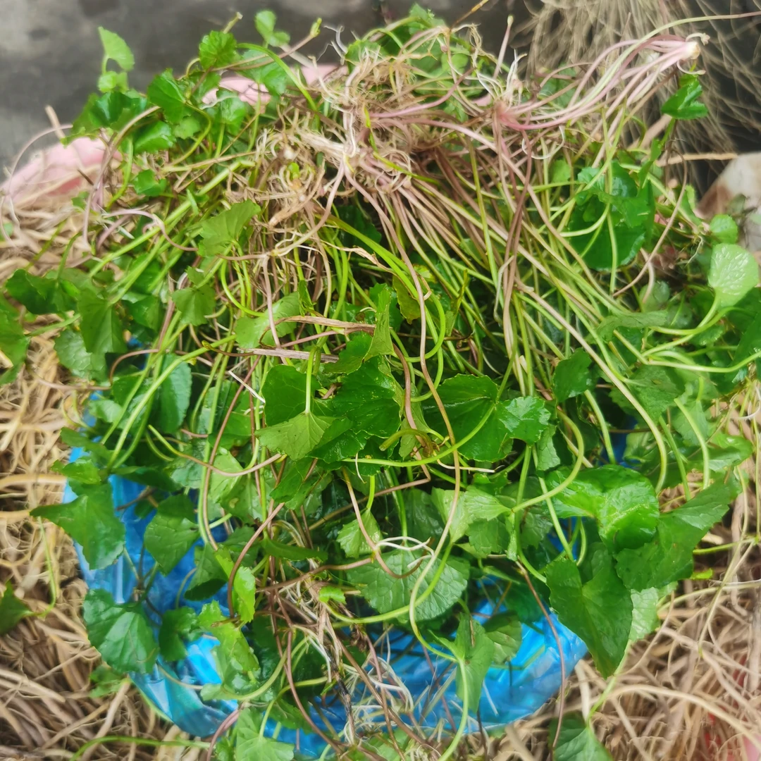 新鲜蚶壳草 （雷公根）