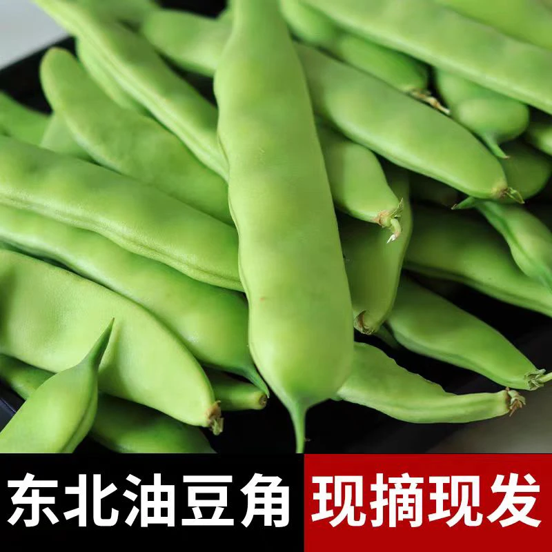 东北豆角九月青豆角冒泡农家种植现摘豆角开锅烂新鲜蔬菜嘎啦豆