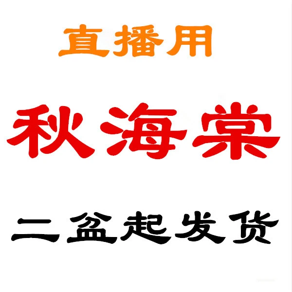 ⑮【二盆起发  秋海棠盆栽竹节类】鳟鱼室内彩叶芋海芋海棠观叶水培