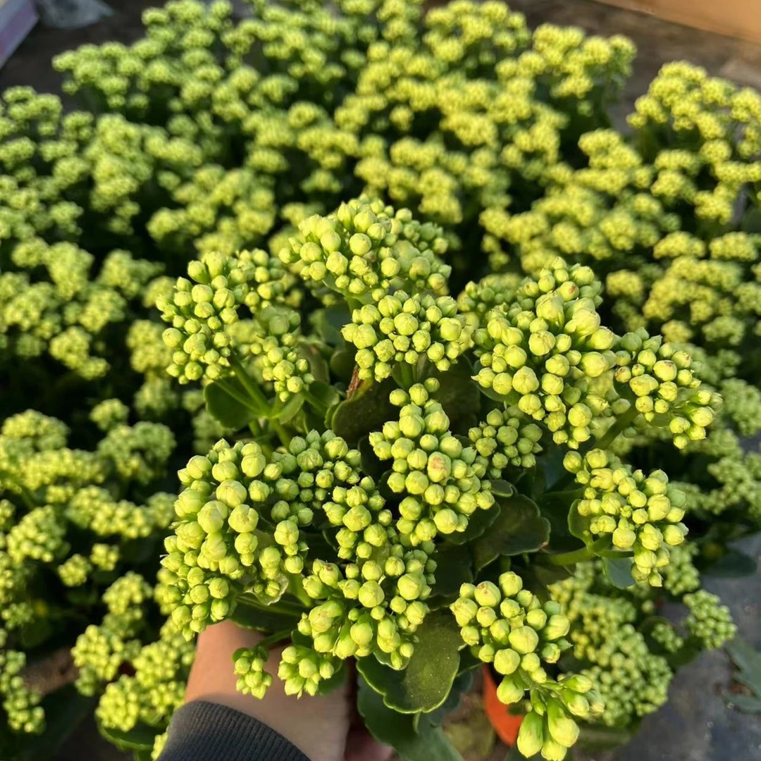 婚礼冰淇林~长寿花新手村级入门好养精品花苞发货四季美观懒人花