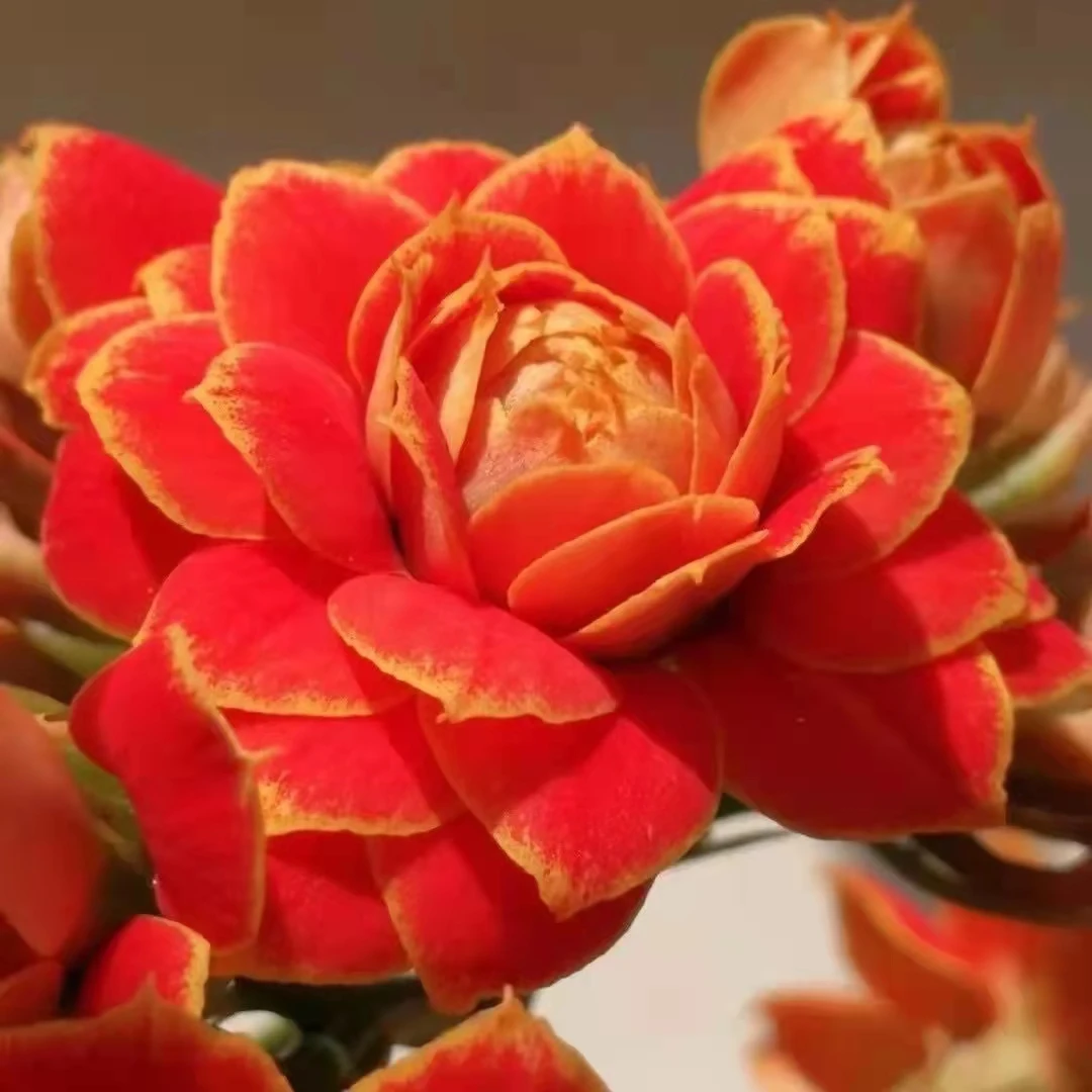 金狐狸【110盆】~季节长寿花盆栽重瓣带花苞懒人花卉叶片美观春季