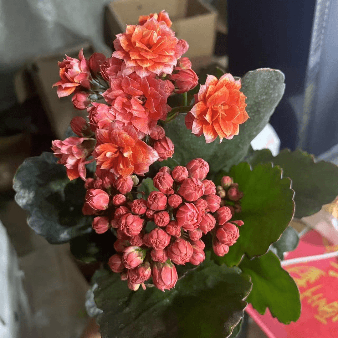 烟花~长寿花新入门放置阳台客厅精品带花苞发货~（以实际到货为准）