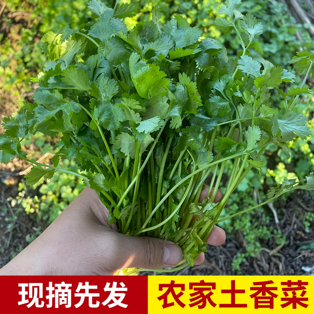 安徽黄山新鲜香菜农家露天蔬菜时令生态菜香味浓郁火锅菜小叶香菜