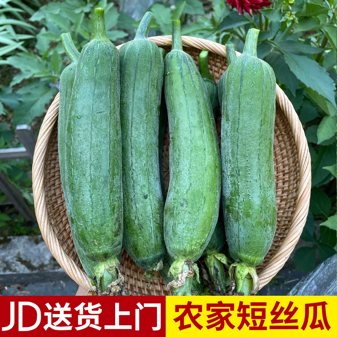 安徽黄山新鲜丝瓜农家自种肉丝瓜时令蔬菜香丝瓜健康生态菜短丝瓜