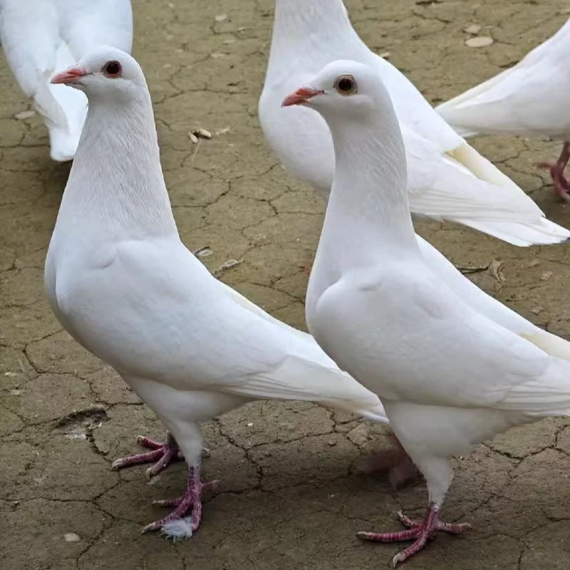 米玛斯幼鸽大体鸽