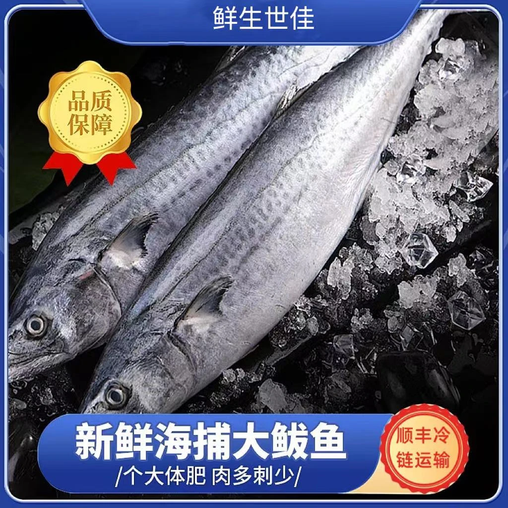 青岛水产野生鲅鱼/马鲛鱼新鲜速冻1条7/8两左右顺丰冷链运输