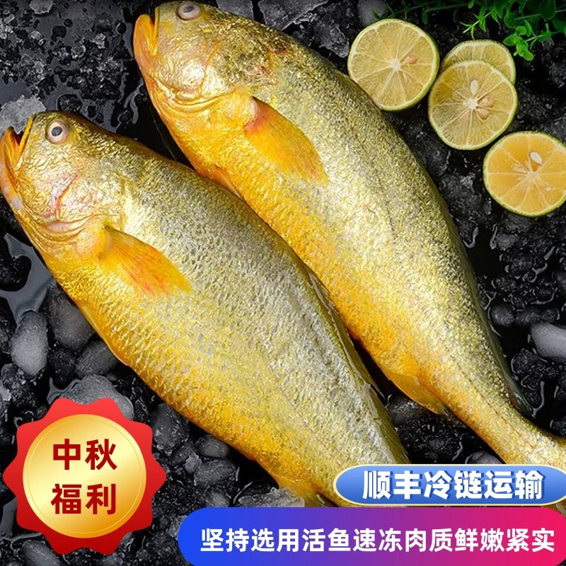 [特大号]新鲜速冻生态黄花鱼 2条  2.4/2.6斤1条 顺丰冷链运输