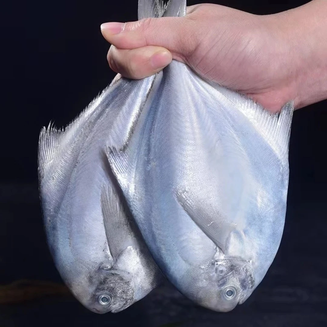 新鲜野生海捕银鲳鱼/平鱼   买3斤送1斤  鲜鱼速冻锁鲜发货