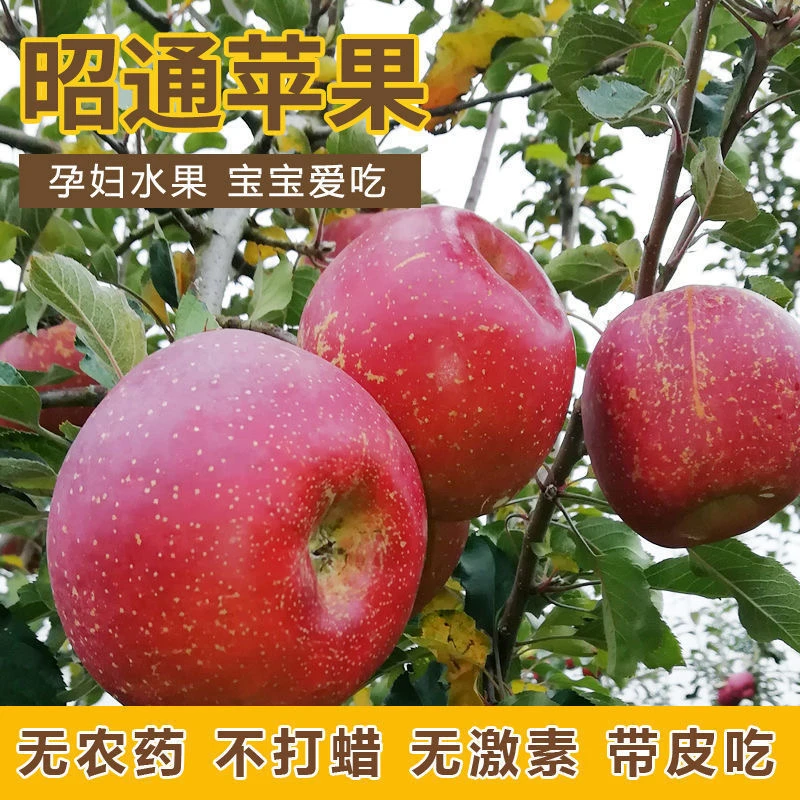 昭通冰糖心丑苹果新鲜选冰糖心丑苹果脆甜多汁当季热卖云南