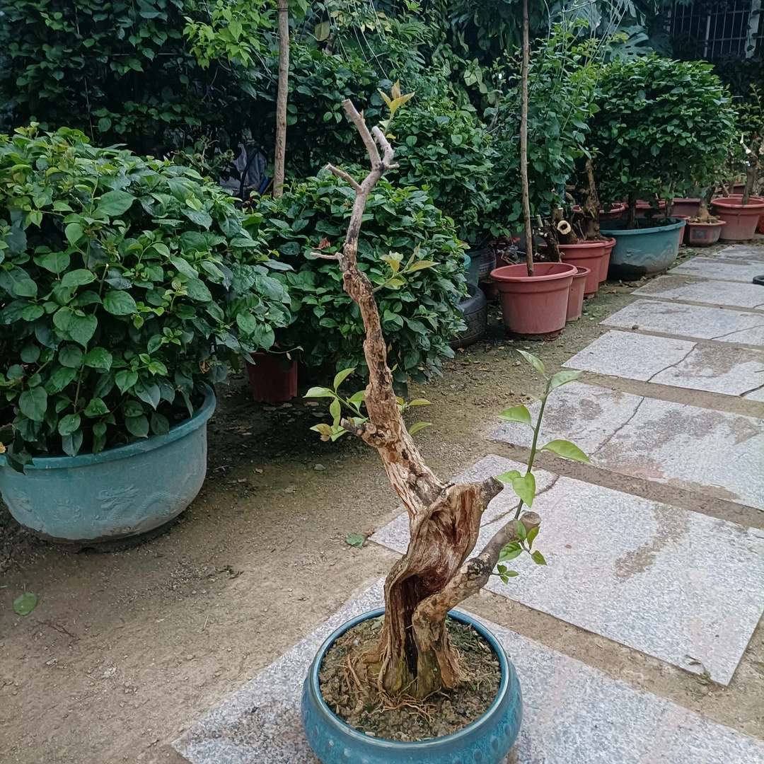 小叶紫三角梅老桩