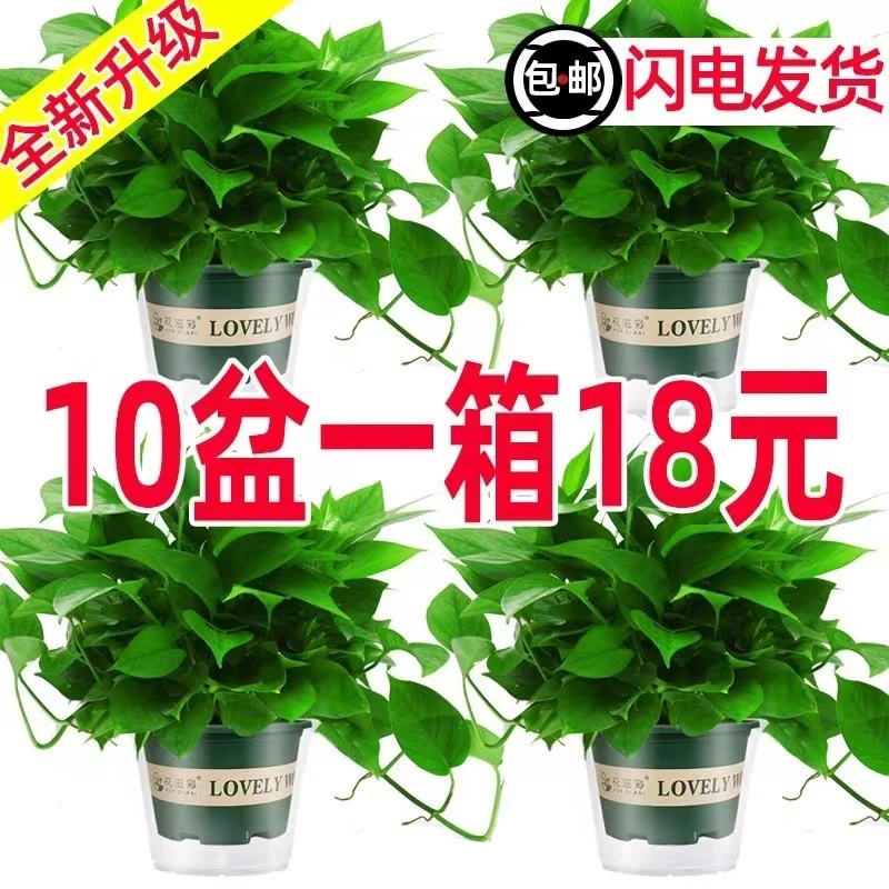 绿萝盆栽室内植物花卉家用新房吸除甲醛绿植水培长藤垂吊大叶绿箩