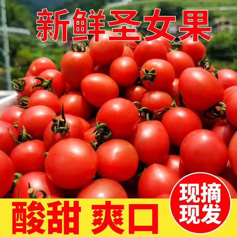 红色千禧圣女果/夏日阳光黄色小番茄小柿子3/5斤装新鲜现摘现发