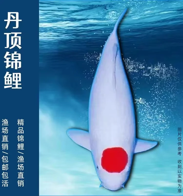 纯种日本锦鲤玉鲭观赏鱼红白大正昭和白写活体冷水鱼活鱼