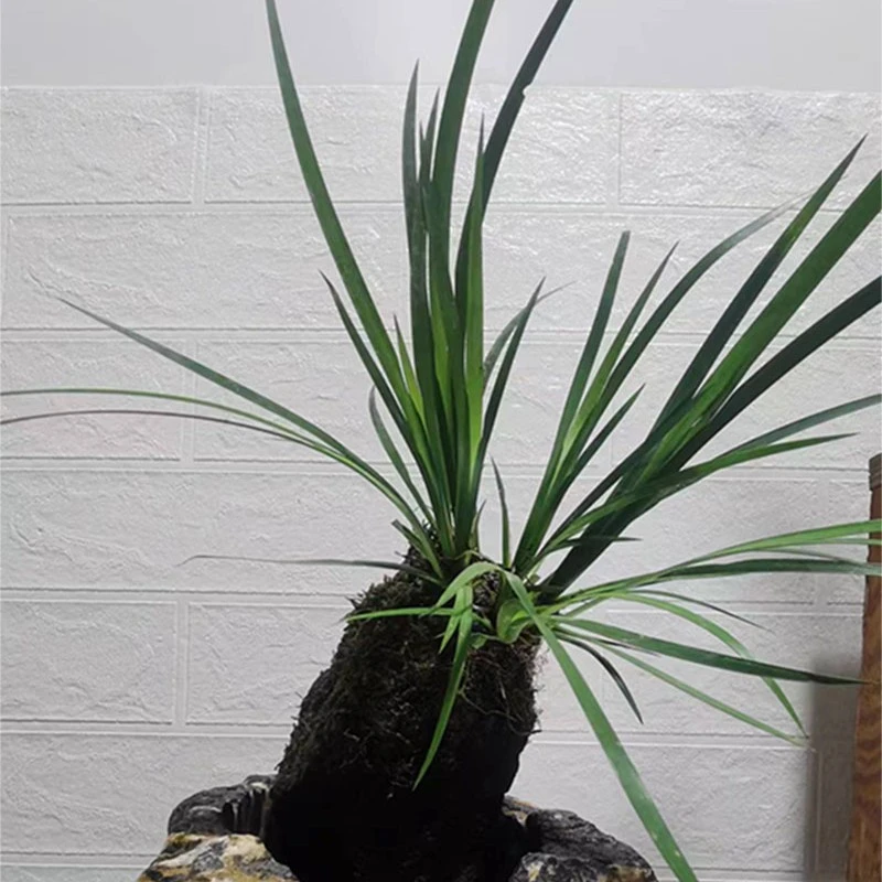 附石菖蒲盆景观赏植物大小丛规格室内水培鱼缸造景菖蒲盆栽春季