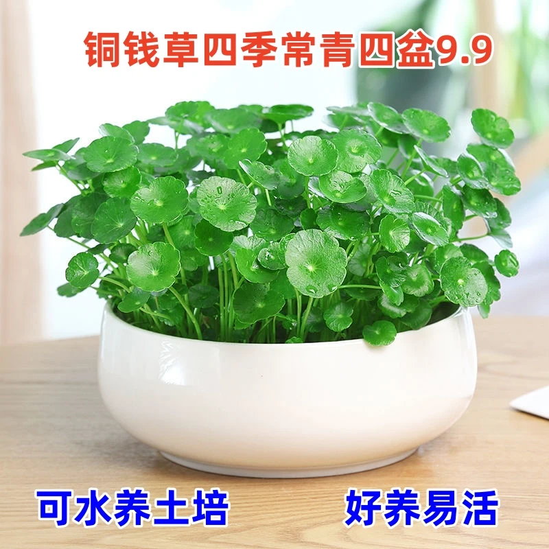 铜钱草带叶水培植物小苗办公室内盆栽客厅桌面绿植花卉水养金钱草