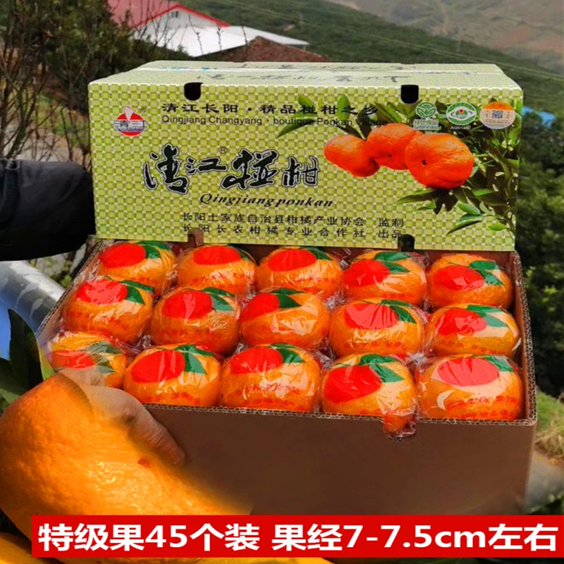 长阳正宗岩松坪清江椪柑新鲜果水果孕妇年货礼盒基地新鲜采摘45个