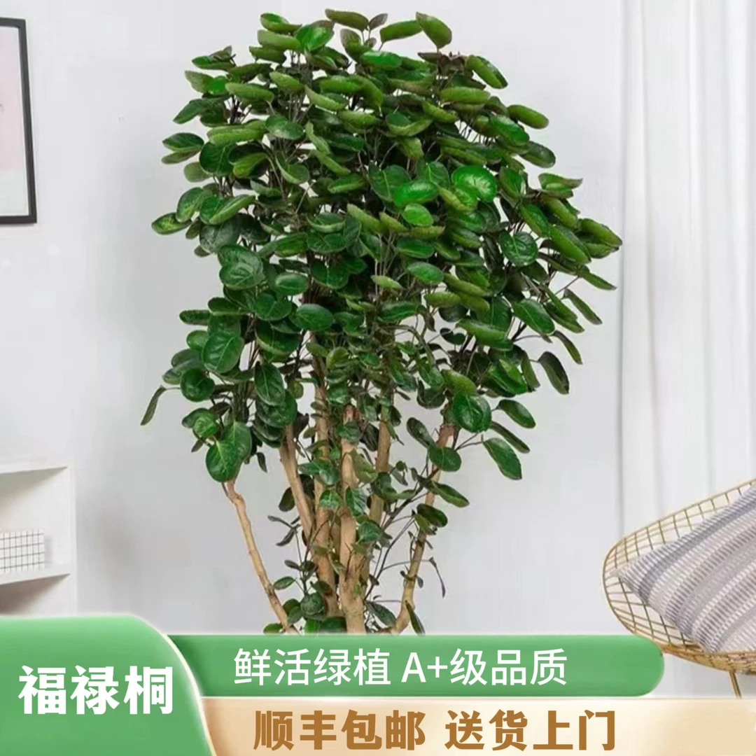 金钱兜摇钱树客厅办公桩室内钱多多圆叶绿植盆栽福禄桐植物招财
