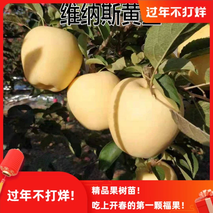 新品种特大维纳斯黄金苹果树苗地栽糖心苹果嫁接苗南方北方种植