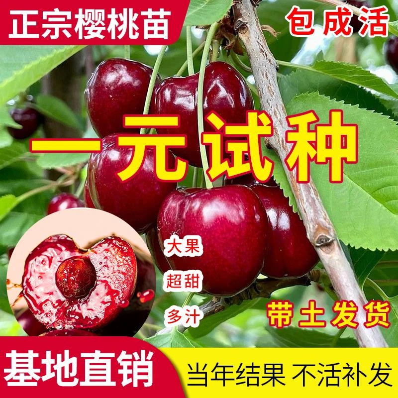车厘子树苗樱桃树苖庭院种植车厘子苗南方北方盆栽地栽樱桃苗果树