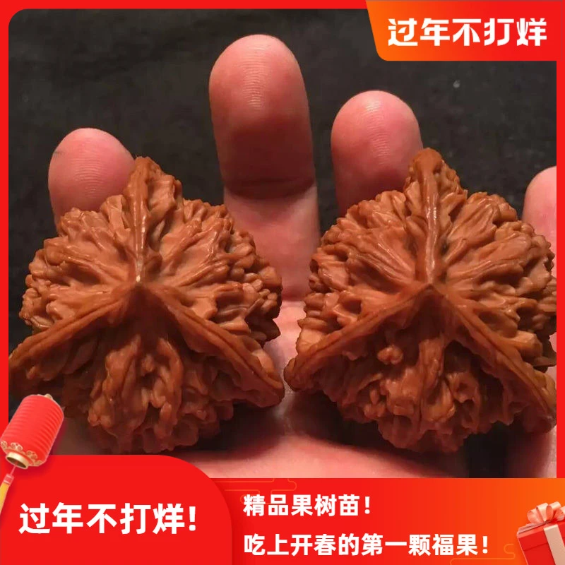 文玩核桃树苗 三棱狮子头核桃树苗 麻核桃树苗 基地直销当年结果