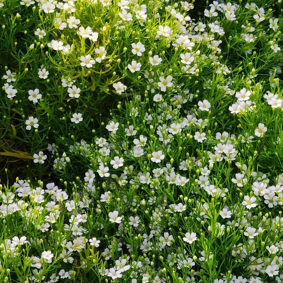 [绿海岸 爱尔兰珍珠草] 1盆110口径（4单包邮） 耐寒耐旱地被绿植