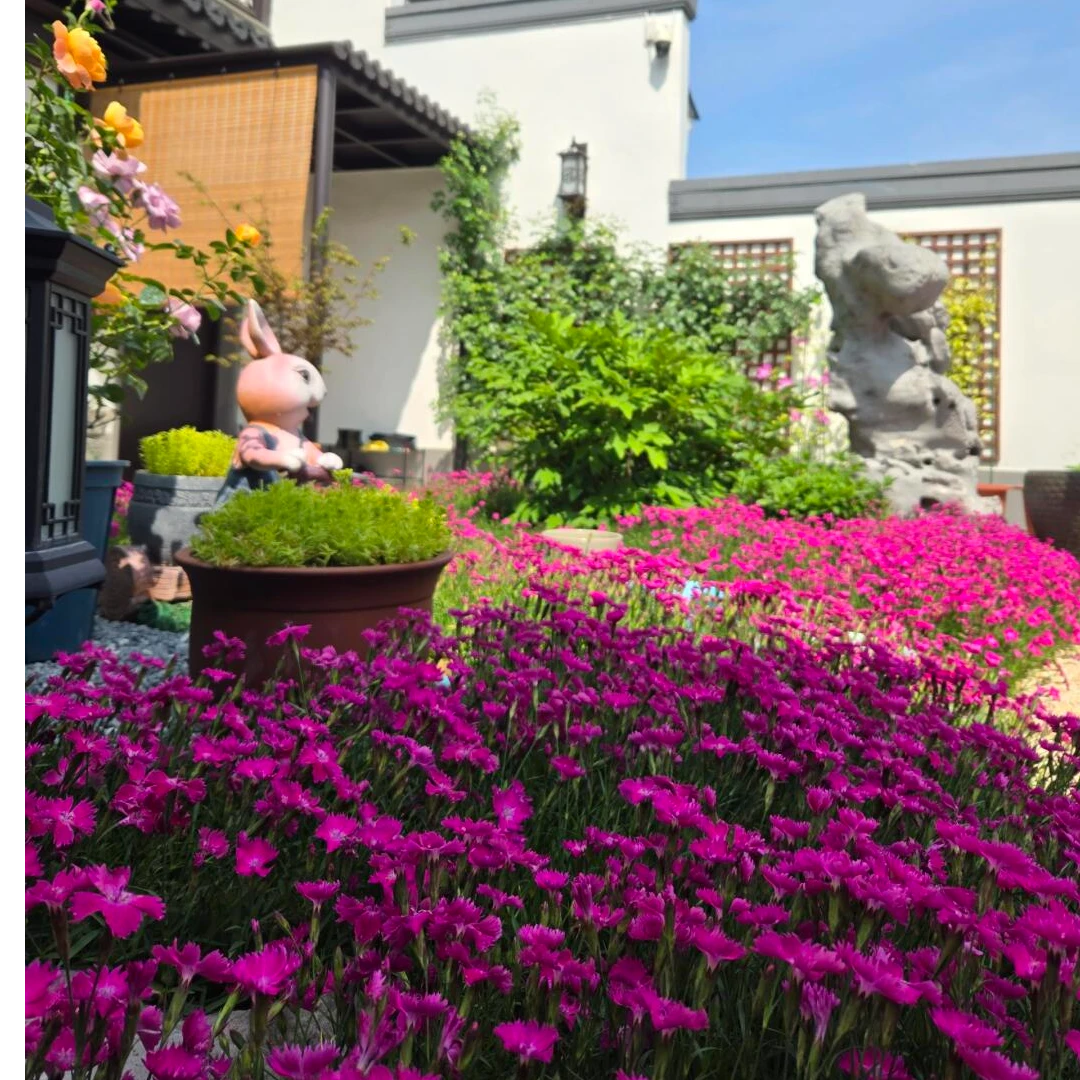 [粉贝欧石竹] 多年生四季开花卉耐寒晒庭院室外地栽绿化宿根花苗