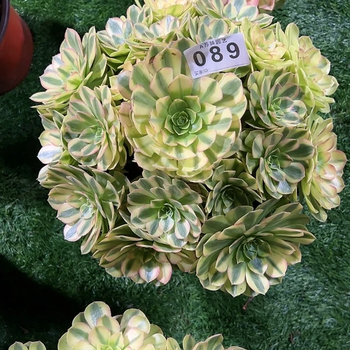 还****多肉植物雨荷089