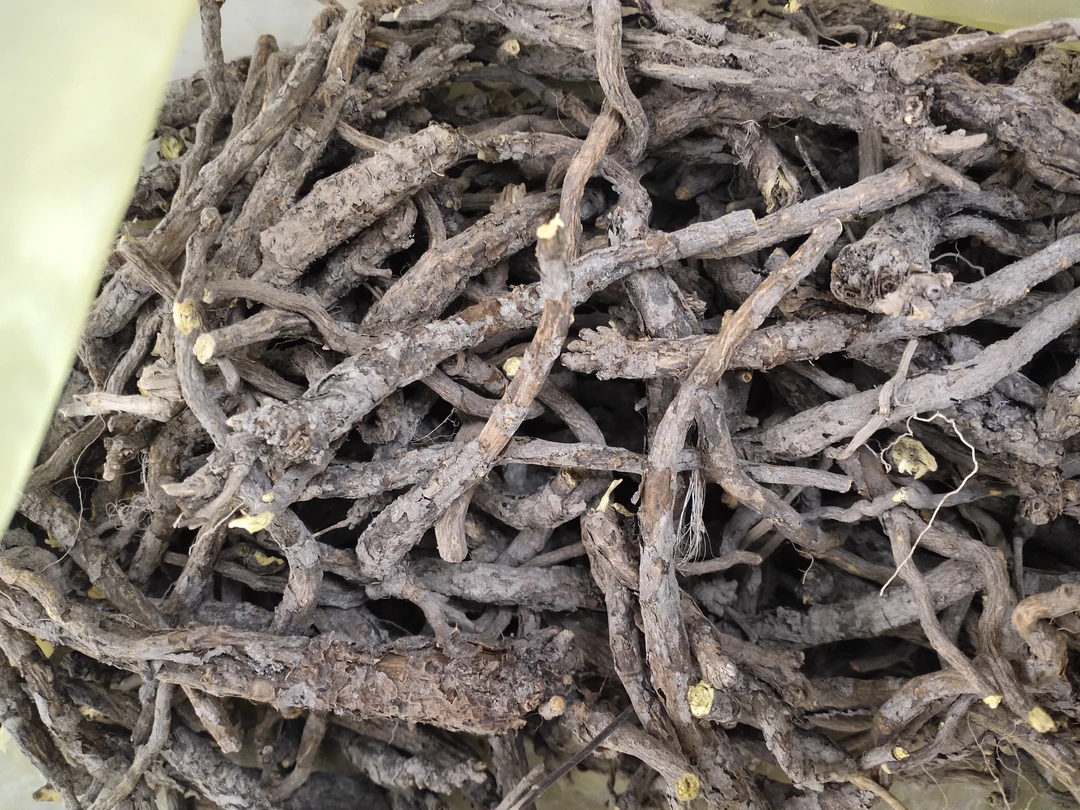 甘肃非种植小黄芩250g起