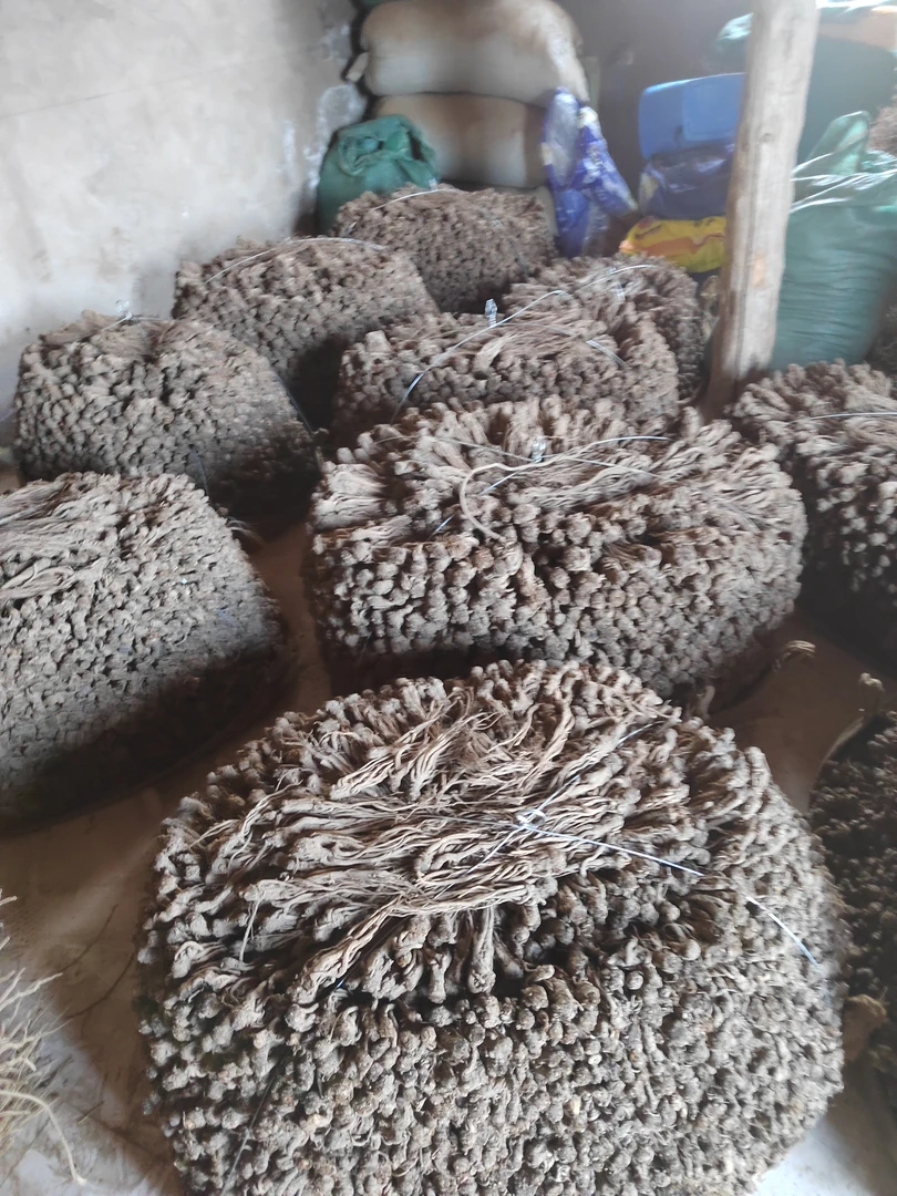 甘肃 药当归   没有洗带浮土  大条  中 条 小 条 250g起
